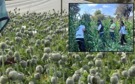 ரூ.275 கோடி மதிப்பிலான 170 ஏக்கர் அபின் தோட்டம், கண்டுபிடித்து அழித்த அதிகாரிகள். எந்த மாநிலத்தில் தெரியுமா ?  