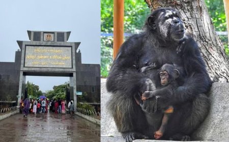 வண்டலூர் உயிரியியல் பூங்காவில் சோகம்: சர்க்கரை நோயால் பெண் மனித குரங்கு உயிரிழப்பு 