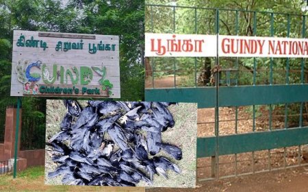 பறவை காய்ச்சல் எதிரொலி,  20-க்கும் மேற்பட்ட பறவைகள் உயிரிழப்பு: கிண்டி சிறுவர் பூங்கா மூடல்  