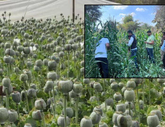 ரூ.275 கோடி மதிப்பிலான 170 ஏக்கர் அபின் தோட்டம், கண்டுபிடித்து அழித்த அதிகாரிகள். எந்த மாநிலத்தில் தெரியுமா ?  