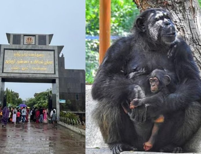 வண்டலூர் உயிரியியல் பூங்காவில் சோகம்: சர்க்கரை நோயால் பெண் மனித குரங்கு உயிரிழப்பு 