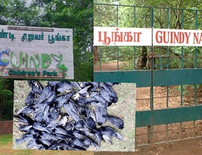 பறவை காய்ச்சல் எதிரொலி,  20-க்கும் மேற்பட்ட பறவைகள் உயிரிழப்பு: கிண்டி சிறுவர் பூங்கா மூடல்  