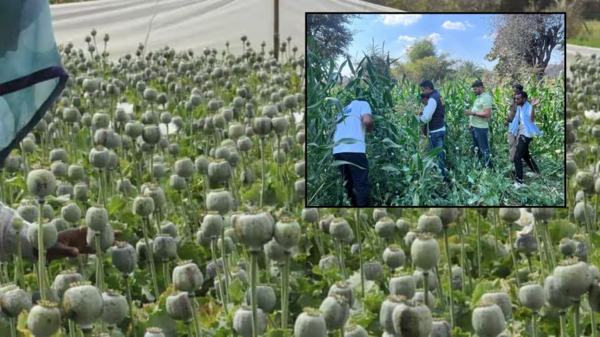 ரூ.275 கோடி மதிப்பிலான 170 ஏக்கர் அபின் தோட்டம், கண்டுபிடித்து அழித்த அதிகாரிகள். எந்த மாநிலத்தில் தெரியுமா ?  