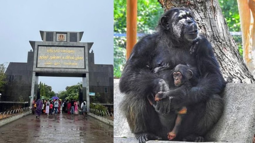 வண்டலூர் உயிரியியல் பூங்காவில் சோகம்: சர்க்கரை நோயால் பெண் மனித குரங்கு உயிரிழப்பு 