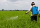 களைக்கொல்லியா... விவசாயிகளின் உயிர்க்கொல்லியா?