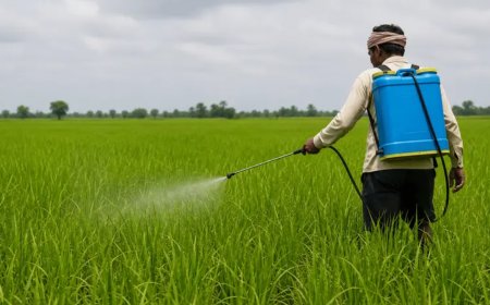 களைக்கொல்லியா... விவசாயிகளின் உயிர்க்கொல்லியா?