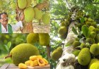 வறட்சியிலும் பலா சாகுபடியில் அசத்தல்... ஏக்கருக்கு ரூ.2 லட்சம் லாபம் ஈட்டும் சிவகங்கை விவசாயி!