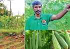 இயற்கை பீர்க்கன் சாகுபடி! மாதந்தோறும் பல ஆயிரம் ரூபாய் வருவாய்...