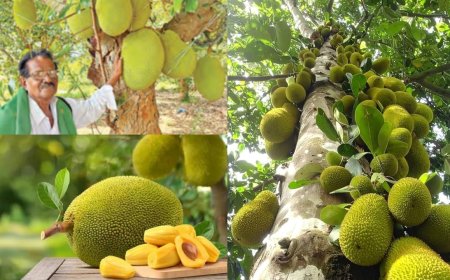 வறட்சியிலும் பலா சாகுபடியில் அசத்தல்... ஏக்கருக்கு ரூ.2 லட்சம் லாபம் ஈட்டும் சிவகங்கை விவசாயி!