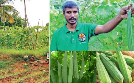 இயற்கை பீர்க்கன் சாகுபடி! மாதந்தோறும் பல ஆயிரம் ரூபாய் வருவாய்...