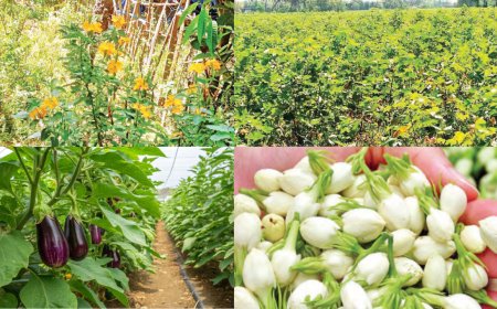 உவர் நிலத்திலும் அமோக மகசூல்! நாகை–மயிலாடுதுறையில் விவசாயிகளின் புதிய சாகுபடி வெற்றி