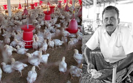 கோழிப்பண்ணை மூலம் மாதந்தோறும் வருமானம்... விவசாயி தங்கவேலின் வெற்றி ரகசியம்!
