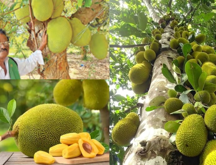 வறட்சியிலும் பலா சாகுபடியில் அசத்தல்... ஏக்கருக்கு ரூ.2 லட்சம் லாபம் ஈட்டும் சிவகங்கை விவசாயி!