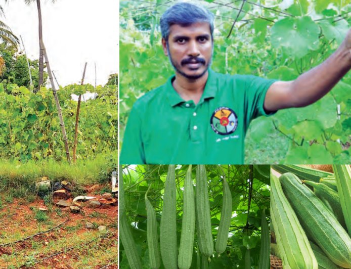 இயற்கை பீர்க்கன் சாகுபடி! மாதந்தோறும் பல ஆயிரம் ரூபாய் வருவாய்...