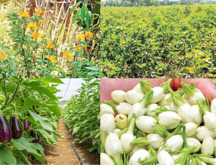 உவர் நிலத்திலும் அமோக மகசூல்! நாகை–மயிலாடுதுறையில் விவசாயிகளின் புதிய சாகுபடி வெற்றி