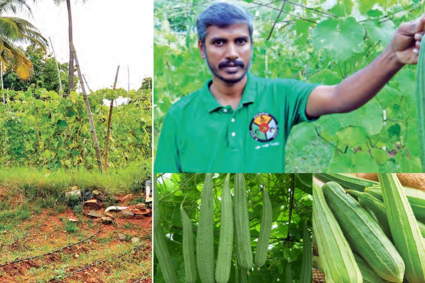 இயற்கை பீர்க்கன் சாகுபடி! மாதந்தோறும் பல ஆயிரம் ரூபாய் வருவாய்...