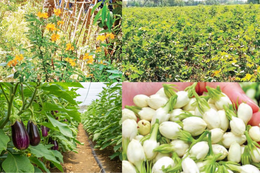 உவர் நிலத்திலும் அமோக மகசூல்! நாகை–மயிலாடுதுறையில் விவசாயிகளின் புதிய சாகுபடி வெற்றி