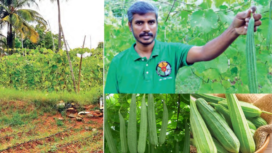 இயற்கை பீர்க்கன் சாகுபடி! மாதந்தோறும் பல ஆயிரம் ரூபாய் வருவாய்...