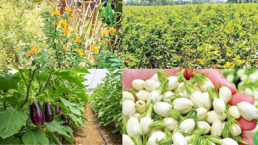 உவர் நிலத்திலும் அமோக மகசூல்! நாகை–மயிலாடுதுறையில் விவசாயிகளின் புதிய சாகுபடி வெற்றி