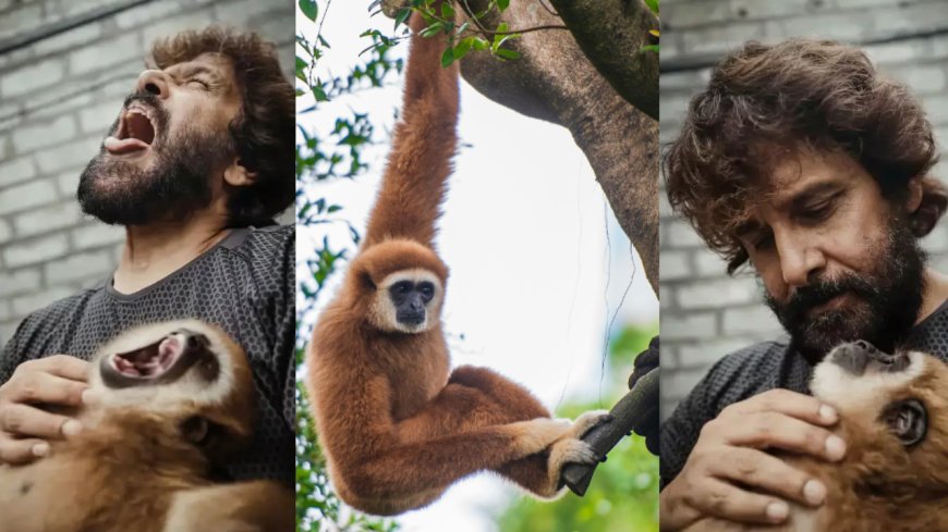சியானால் வைரலான லார் கிப்பன்; அழிவின் விளிம்பில் இருக்கும் இந்த குரங்கு இனத்தைப் பற்றி தெரியுமா?
